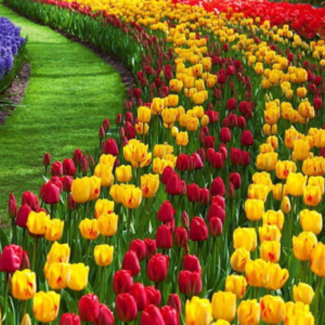 Best Srinagar Tour Package 6 Nights 7 Days