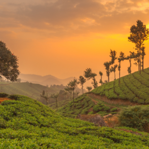 Kerala Tour Packages For Couple